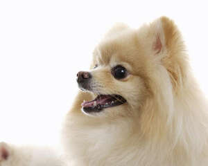 博美呕吐怎么办