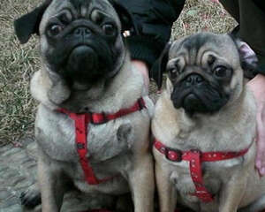 狗狗食盐中毒怎么办