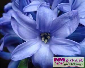 蓝色鲜花送花应用场合