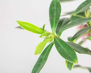 瑞香花什么时候开花