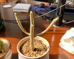 八千代怎么施肥