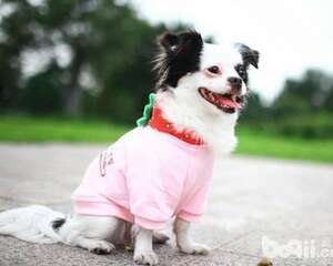 冬天怎么遛狗？冬天遛狗怎么保护狗狗爪子？