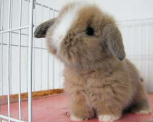 兔兔脚癣的两种治疗方法