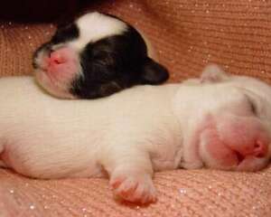 幼犬睡觉抽搐怎么回事？幼犬睡觉抽搐