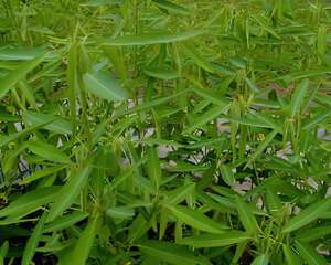 植物舞蹈家－跳舞草