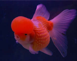 观赏鱼卵甲藻病的症状表现