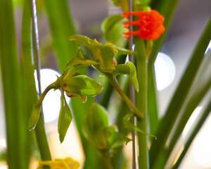 兰花为什么那么贵