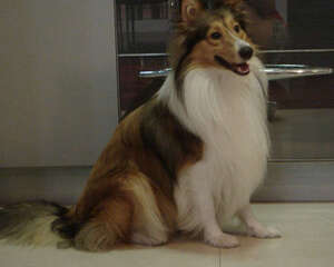 喜乐蒂牧羊犬听话吗