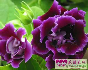 大岩桐的花语：华美、欲望