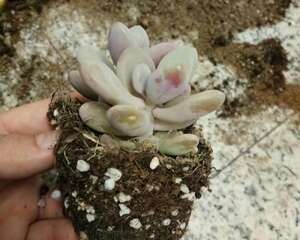 秋季多肉换盆十步走