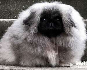 狗狗吃桃子,狗狗可不可以吃桃子?