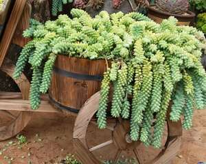 这花3年都没换盆，稍微搬一下，竟然撒的满地都是！