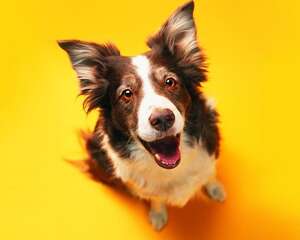 给狗狗洗澡需要的清洁工具