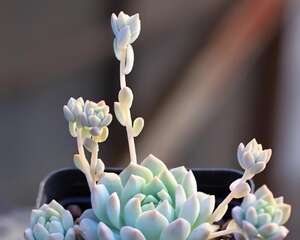 景天科拟石莲花属：子持白莲 Echeveria prolifica