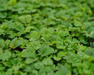 含羞草的作用有哪些