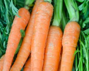 胡萝卜的常见品种