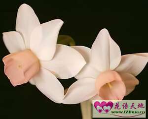 粉红色风信子：倾慕 浪漫