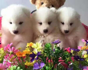 犬瘟细小那点事