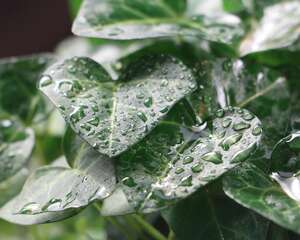 常春藤怎么扦插