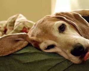 狗狗没有精神而且不吃饭该怎么办？