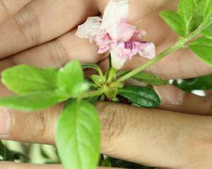 杜鹃花花期管理