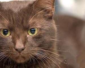 哈瓦那猫多少钱？哈瓦那猫价格多少？