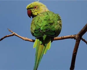 环颈鹦鹉的喂食要点