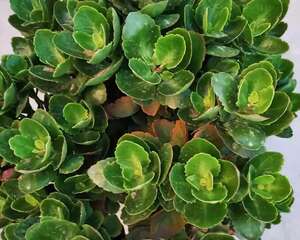 长寿蟹爪兰…养2年不开花！狠心掐叶子，嗖嗖蹿花苞！