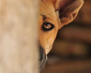 犬眼部损伤的原因和处理