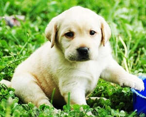 断奶后的幼犬应该喂多少口粮？