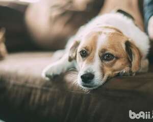 这几个狗狗肢体语言宠物主不可不知