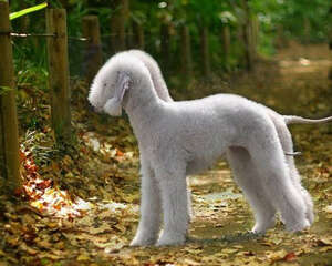 纯种贝灵顿梗的价格