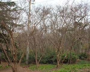 紫薇花的观赏作用