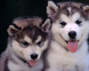 狗狗们的餐具也要经常消毒