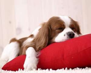 狗狗为什么喜欢跟主人睡