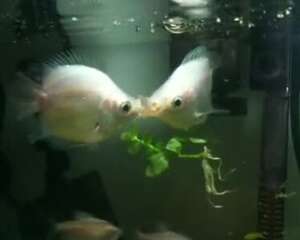 常见的十大热带鱼品种介绍