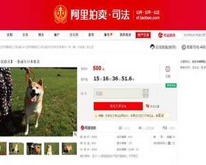 柴犬为主人抵债被拍卖，狗子：这个世界对我充满深深地恶意