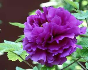 紫牡丹花语