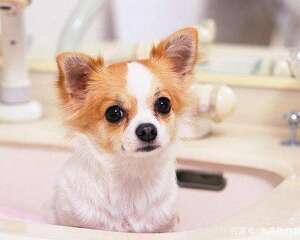 给小狗狗驱虫 你一定要知道这些！