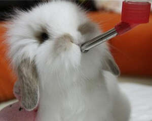 宠物兔饮水要注意的问题