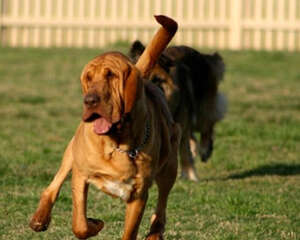 狗狗得CHD有何症状及影响