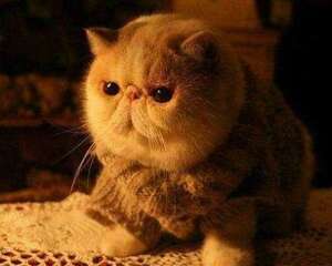 加菲猫为什么不能养？不养加菲猫的三大理由