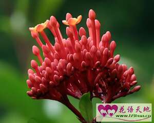 龙船花的花语和象征代表意义：争先恐后