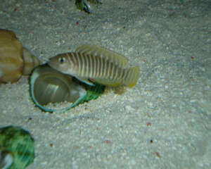 斑马贝的喂食要点