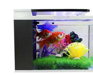 超白鱼缸选择时要注意打胶