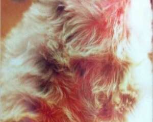 秋季，常见犬的皮肤病（二）蠕形螨感染