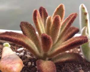 黑兔耳（巧克力兔）Kalancho tomentosa cv.Chocolate Soldier