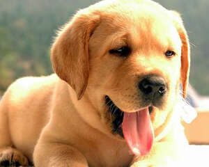 犬黑热病有什么症状