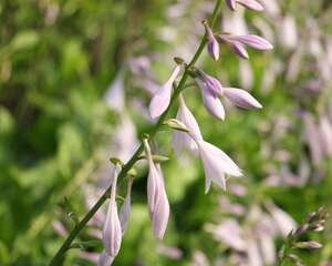 盆栽玉簪花的养殖方法和注意事项