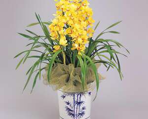 家庭养花之&ldquo;三宜&rdquo;